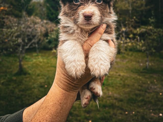 Australian shepherd · Bø i Telemark · Margit Knutsdotter Buen
