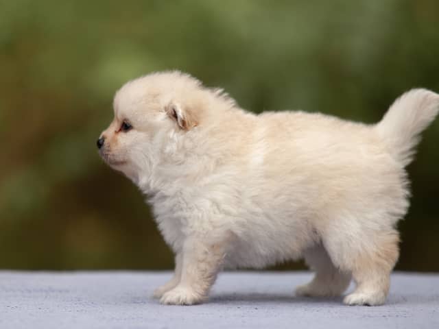 German Spitz – Mittelspitz · Enköping · Kerberos Silver