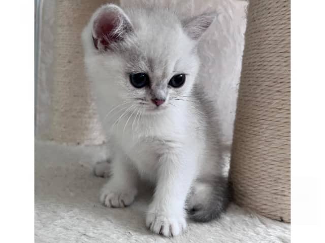 British Shorthair