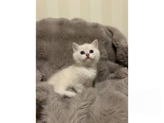 British Longhair