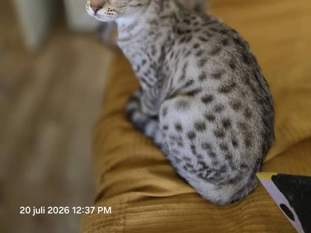 Ocicat