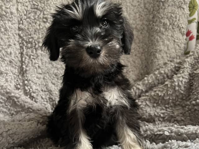 Miniature Schnauzer · Hässelby · Solstrålen
