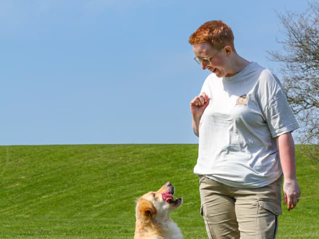 Golden Retriever