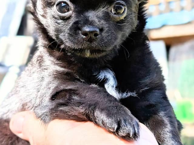 Chihuahua Långhåriga · Stenhamra · Cattlegirls