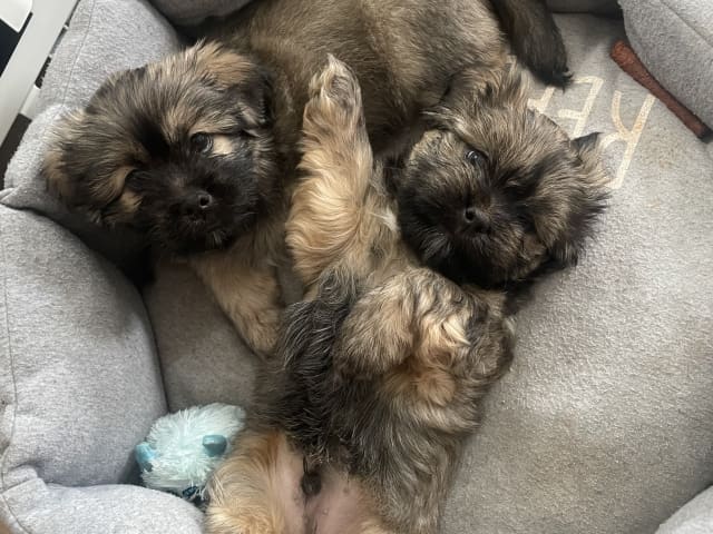 Lhasa Apso