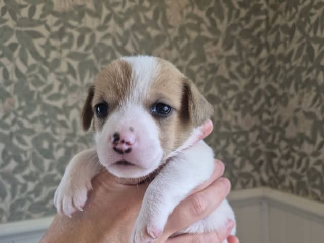 Jack Russell Terrier