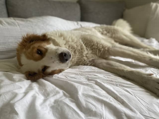 Maremma Abruzzese Sheepdog