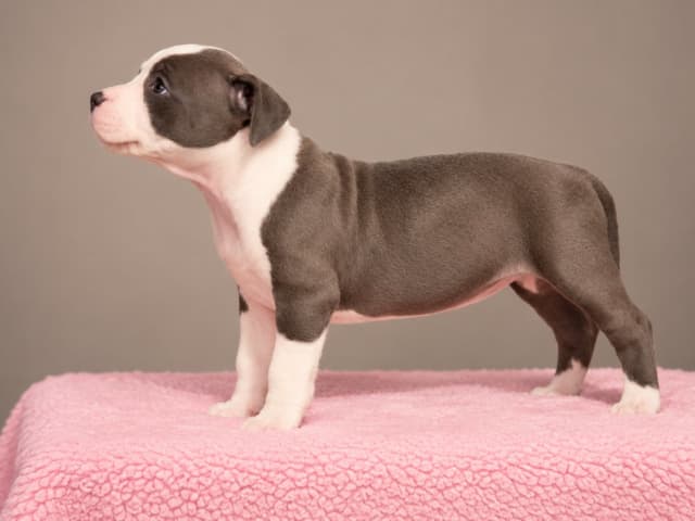 American Staffordshire Terrier