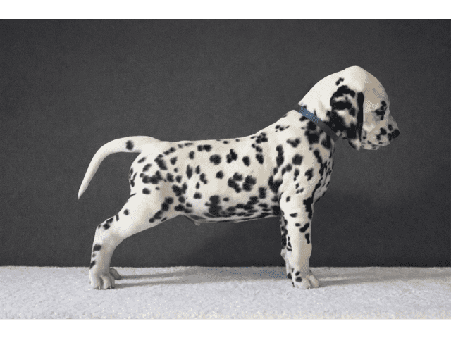 Dalmatian
