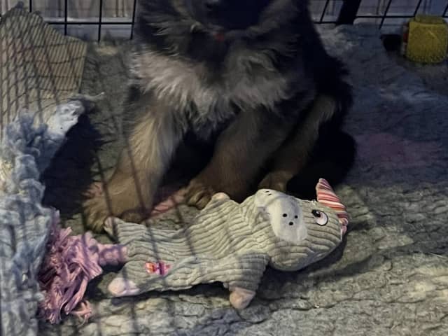 German Shepherd Dog