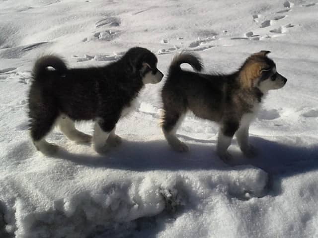 Alaskan Malamute