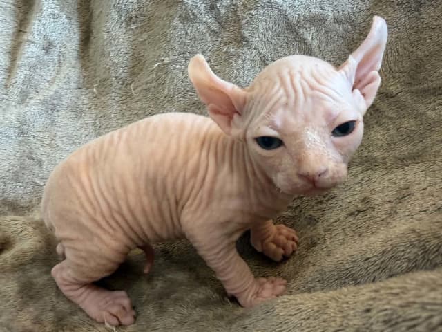 Sphynx