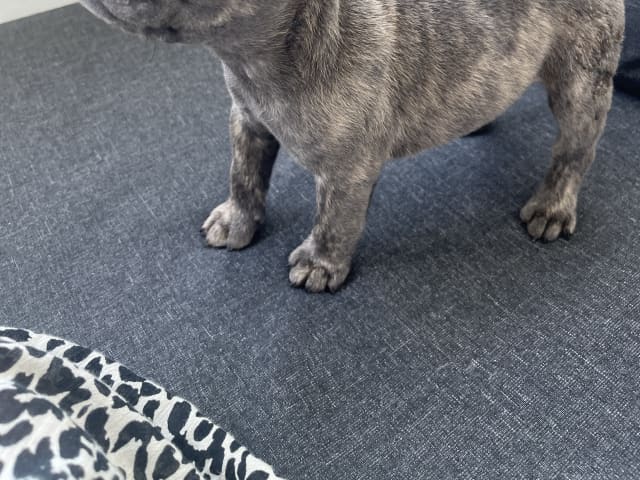 Fransk bulldog · Norrköping · Emiras frallor