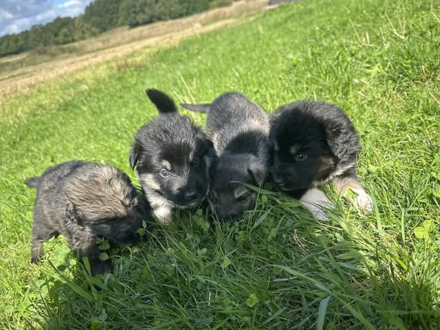 Siberian Husky · Stehag · Millie o Milo kennel