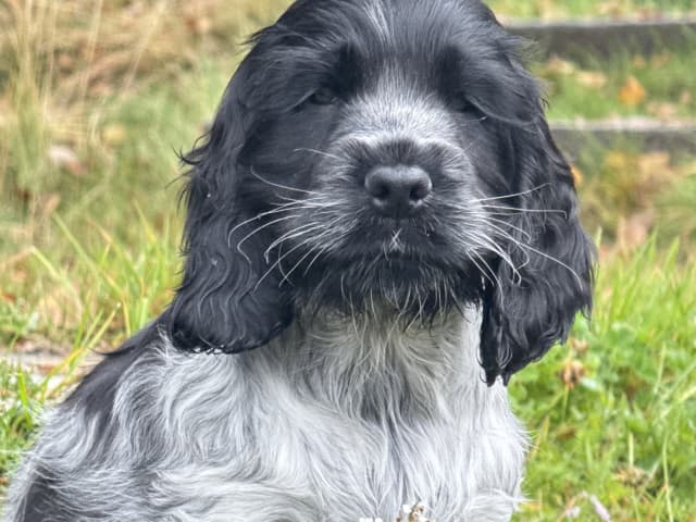 Cocker spaniel · Røyse · Kennel Fosliskrenten