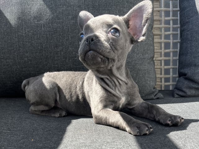 Fransk bulldog · Norrköping · Emiras frallor