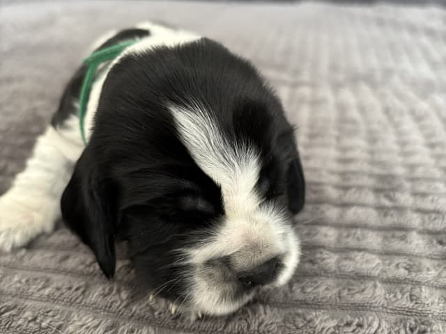 Cocker Spaniel