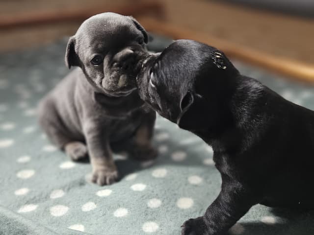 French Bulldog · Munka-ljungby · Skogslyckan