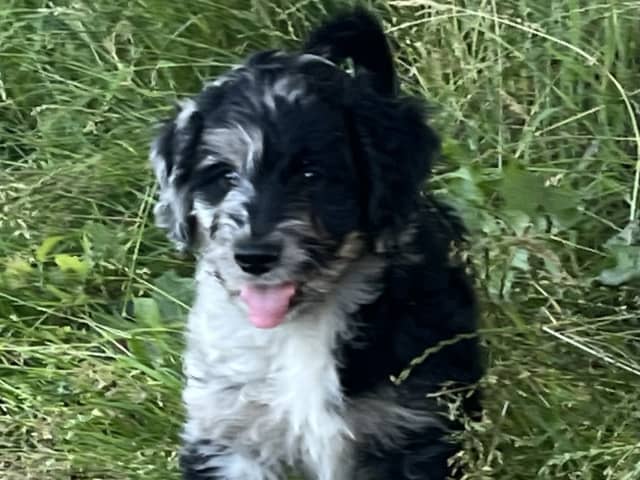 Aussiedoodle