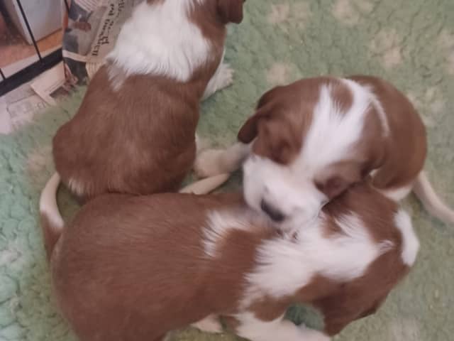 Welsh Springer Spaniel