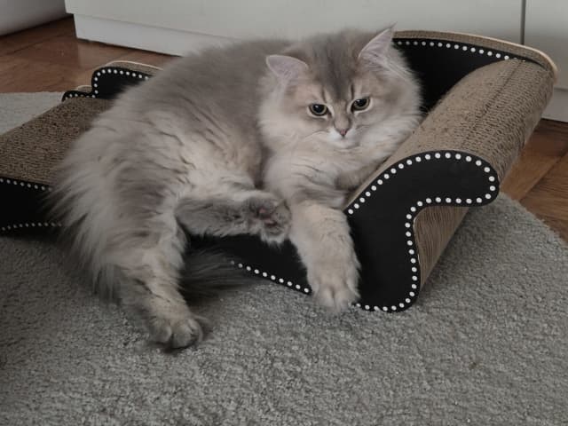 British Longhair · Halmstad · SE*Isa Dolls