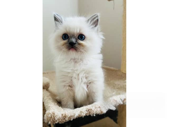 Ragdoll