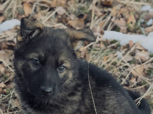 German Shepherd Dog