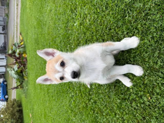 Siberian husky · Furnes · Arctic Song
