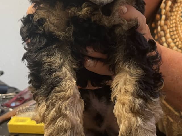 Medium Poodle