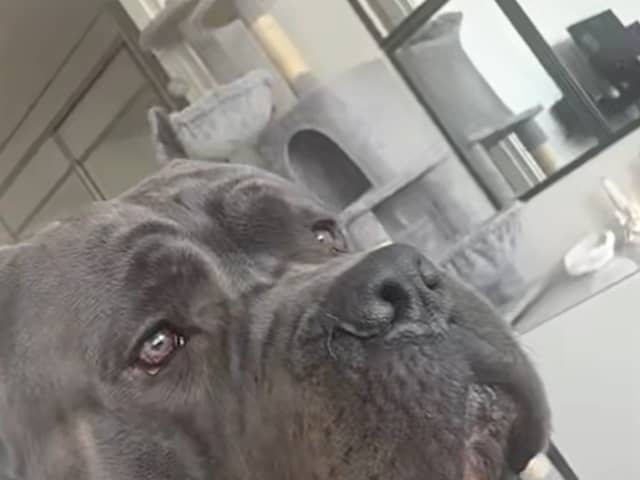 Cane Corso