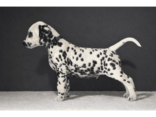 Dalmatian