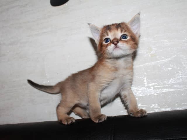 Exotic Shorthair