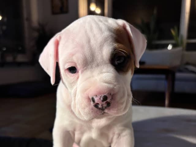 American Staffordshire Terrier