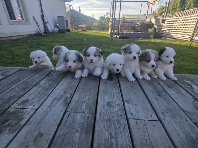 Miniature American Shepherd · Hyllinge · Lina Bäckström
