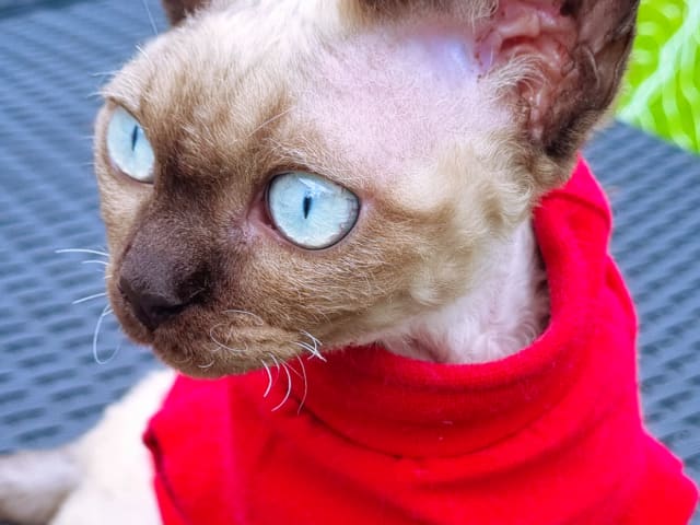 Devon Rex · Hell · No*Onyx Blue Diamond