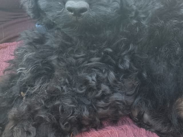 Maltipoo · Ystad · Jenny M.