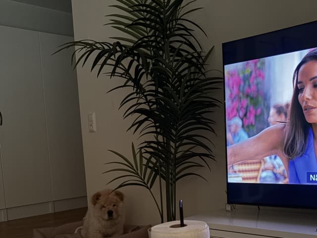 Chow Chow