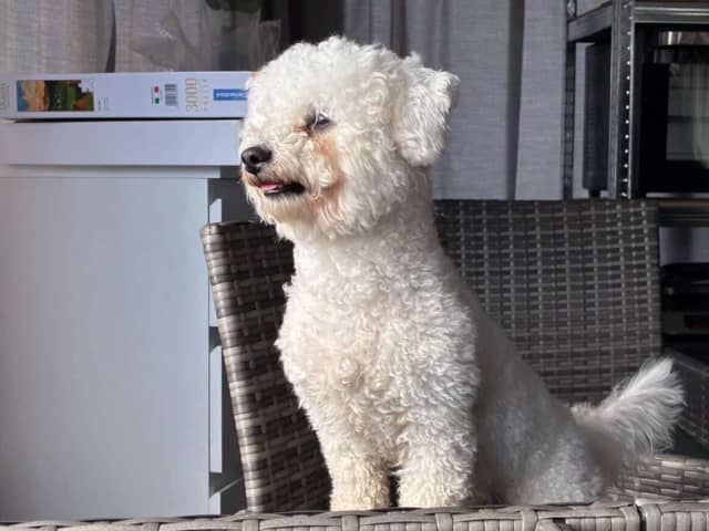 Bichon Frise