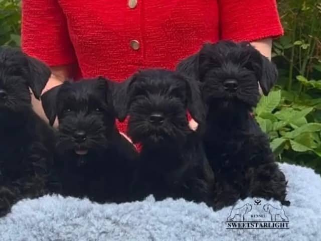 Miniature Schnauzer