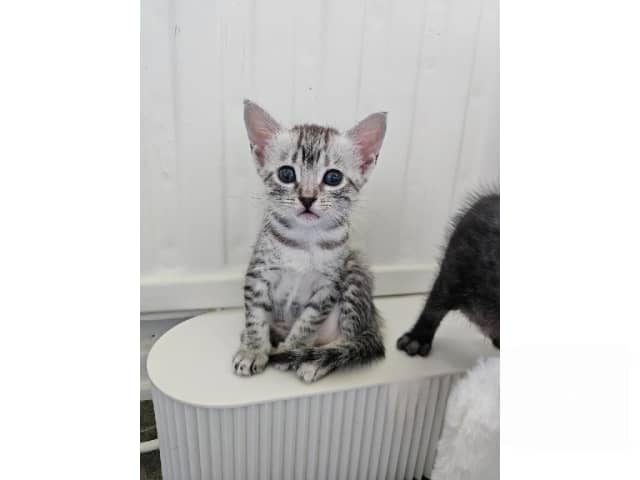 Egyptian Mau