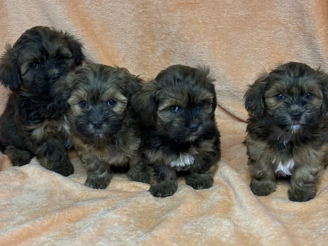 Havanese