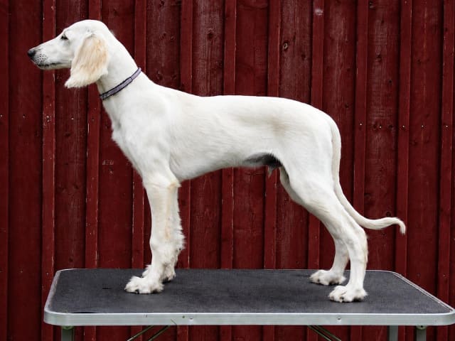 Saluki