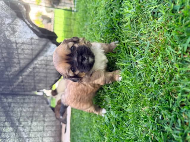 Tibetan Spaniel