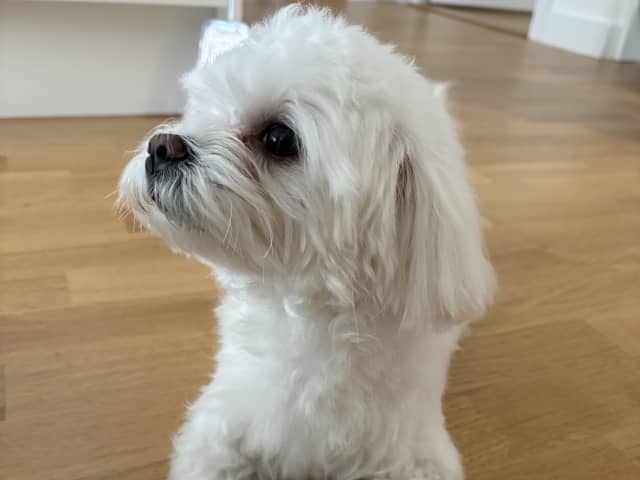 Maltese