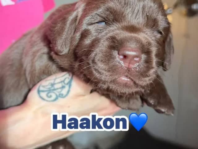 Labrador retriever · Erdal · Annettes Dreamangel