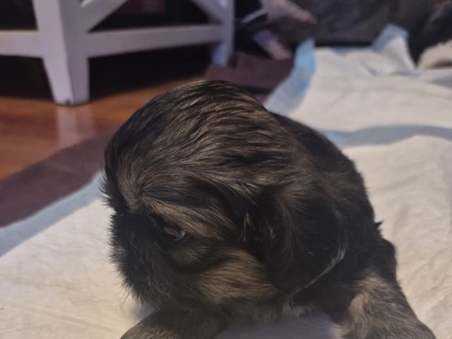 Shih Tzu