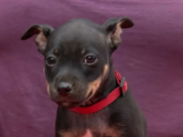 American Hairless Terrier