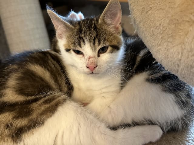 Bondkatt · Sävsjö · Zsolt H.