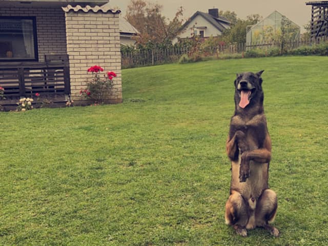 Belgian Malinois
