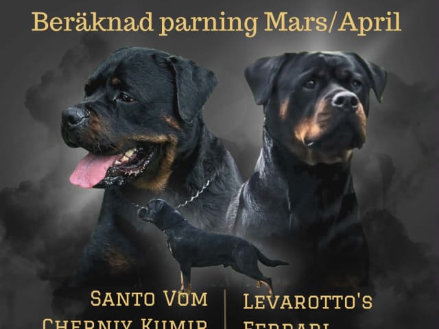 Rottweiler · Olofstorp · Levarotto's kennel